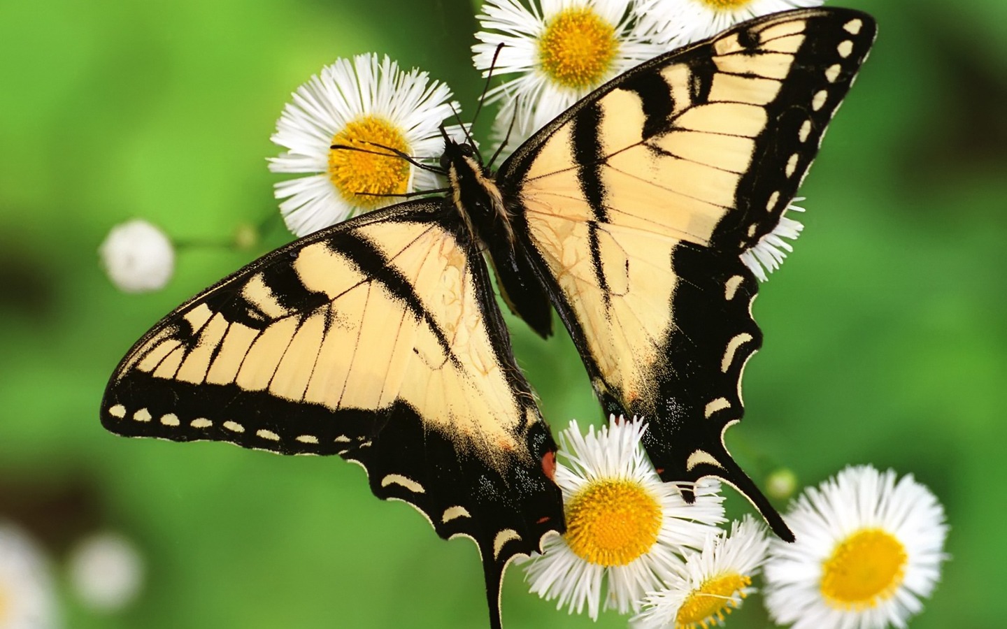 国外野生动物摄影师:高清晰像素温顺动物-昆虫蝴蝶壁纸图片欣赏