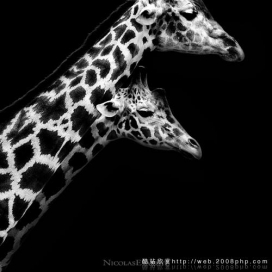 分享欧美动物摄影专家大师：黑白超酷野生动物摄影