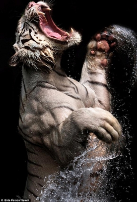 欧美野生动物摄影家--抓拍孟加拉虎冲出水面抢食瞬间