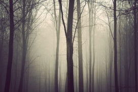 欧美The Trees黄昏的森林树木摄影