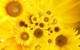 国外植物摄影大师：高清晰金灿灿向日葵微距花瓣图片