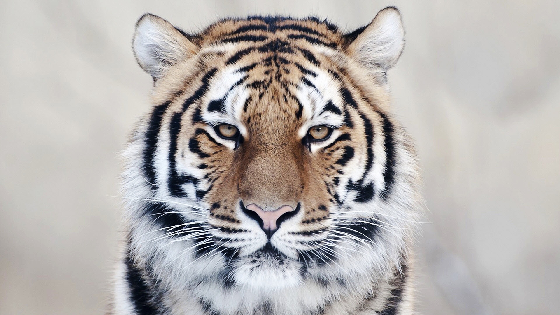 高清晰猫科动物壁纸-老虎-狮子-豹子