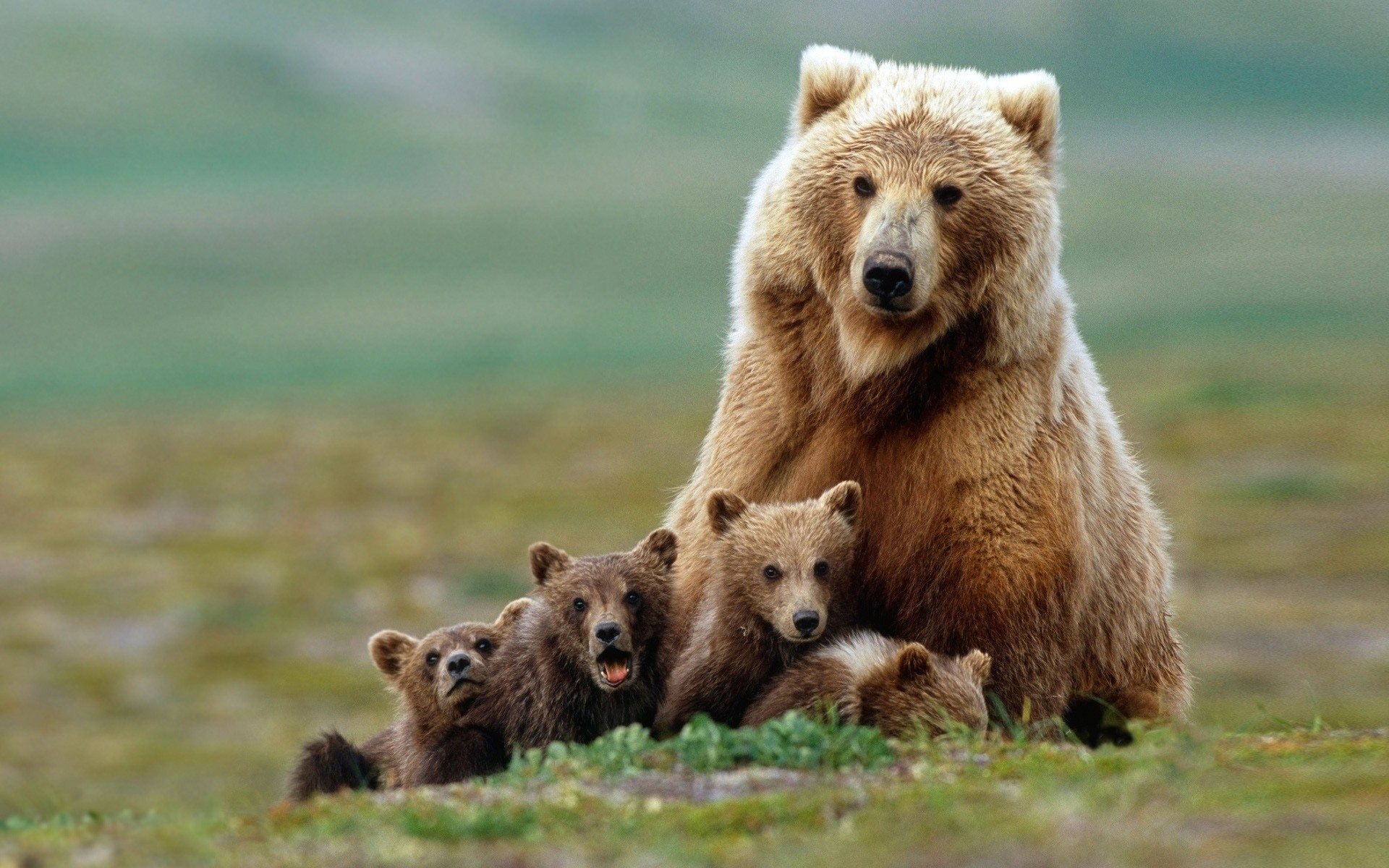 高清晰动物摄影-熊