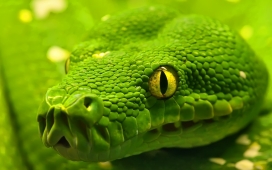 大自然高清晰野生绿蟒蛇摄影图