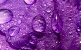 高清晰紫色花瓣摄影