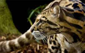 高清晰猫科动物摄影-金钱豹-黑豹-猎豹