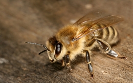 高清晰昆虫微距摄影-蜜蜂