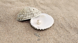 高清晰贝壳摄影-Shell