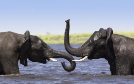 高清晰野生动物摄影-大象