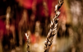 高清晰植物微距摄影-芦苇