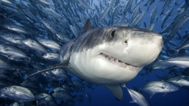 高清晰海洋生物-鲨鱼-海豚