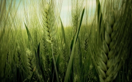 高清晰植物小麦芦苇摄影图