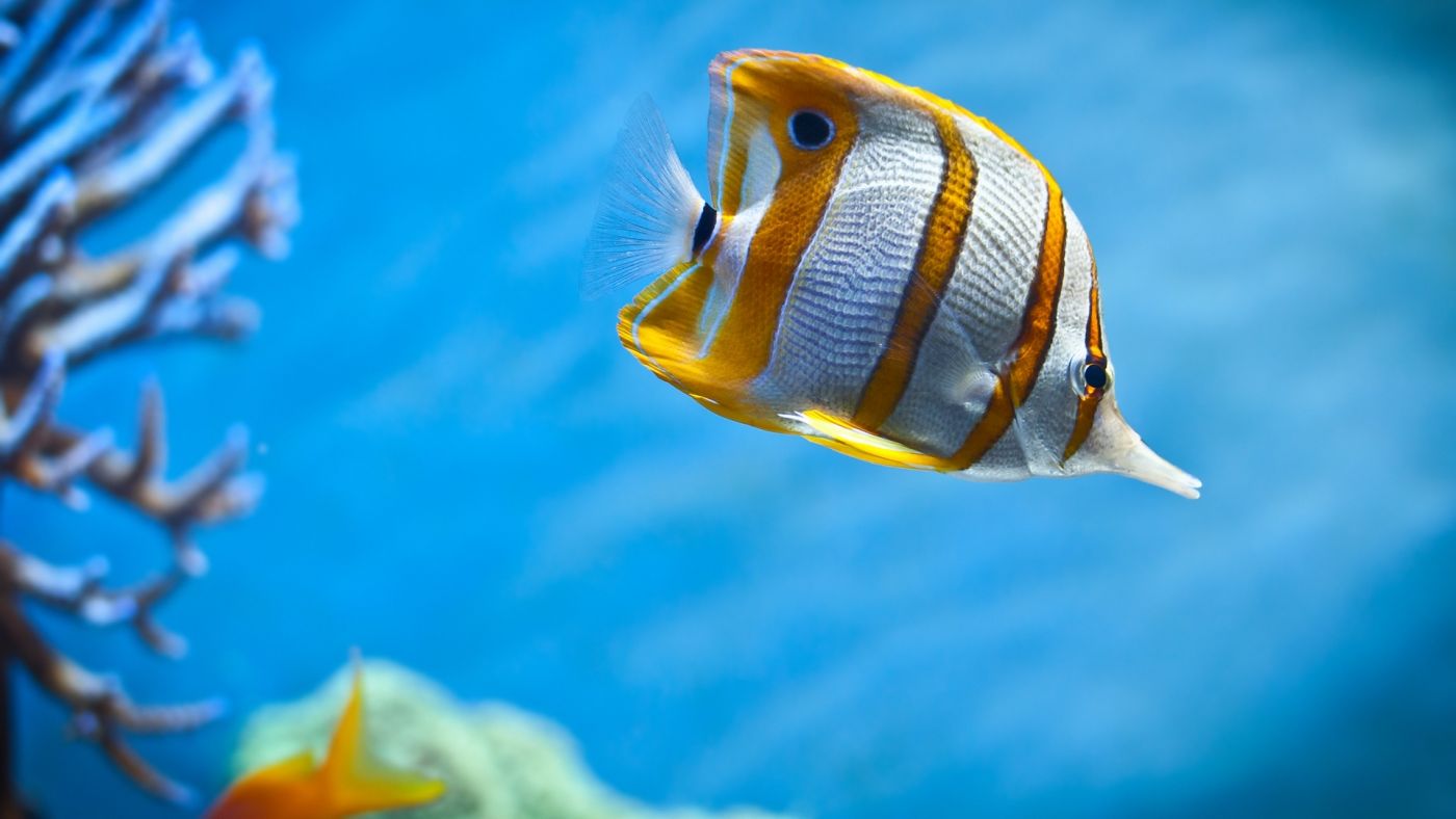 深海里面的yellowfish黄色鱼壁纸