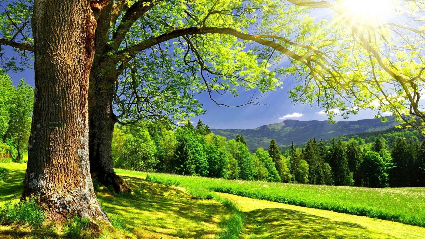 阳光下的群山-高清晰绿色大树美景壁纸封面大图