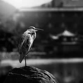Japan日本风光黑白摄影图-希腊Peter Zeglis摄影师