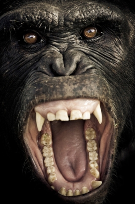 黑猩猩保护区-西班牙巴塞罗那Gabi Guiard摄影师作品