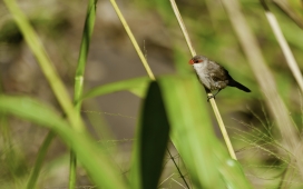 高清晰鄱阳湖生态-鸟类白鹤壁纸