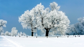 冬雪景！高清晰雪景色-树林树木壁纸