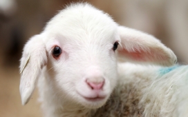 可爱的小羊-高清晰动物绵羊壁纸