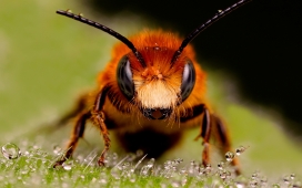 高清晰大蜜蜂-大黄蜂昆虫壁纸