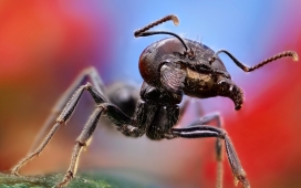 高清晰昆虫蚂蚁写真
