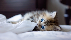 蓝眼睛的小猫咪