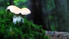 孤独的蘑菇