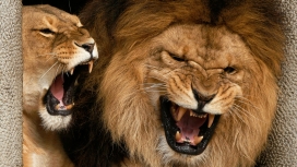 威猛慑人-高清晰非洲猛兽狮子的争斗