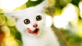高清晰可爱Kitty白色猫咪宠物壁纸