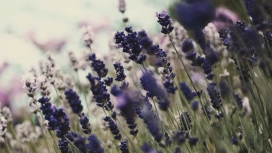紫色的花-高清晰薰衣草植物壁纸