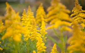 高清晰HD夏季黄色的花朵壁纸
