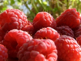 野生红草莓水果