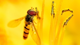 高清晰黄花蕾上的蜜蜂苍蝇壁纸