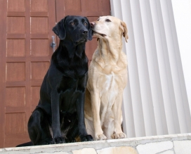 亲密接吻的两只狗狗