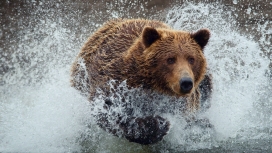 在河奔跑的棕熊