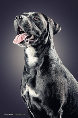 德国杜伊斯堡Daniel Sadlowski摄影师作品-宠物狗肖像