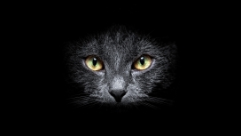 黑暗里面的黑猫