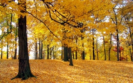 高清晰美丽的秋天枫树树叶