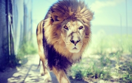 lion狮子动物园