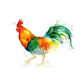 英国鸡家禽插画-Amy Holliday插画师作品-British Chickens Series