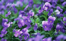 高清晰紫色三色堇Pansies花壁纸