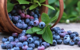 高清晰篮子里倒出的蓝莓水果-葡萄壁纸