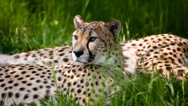 高清晰Cheetah猎豹动物壁纸