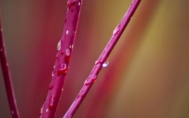 高清晰红色茎类植物上的微距水珠