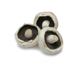 白色蘑菇香菇素材图