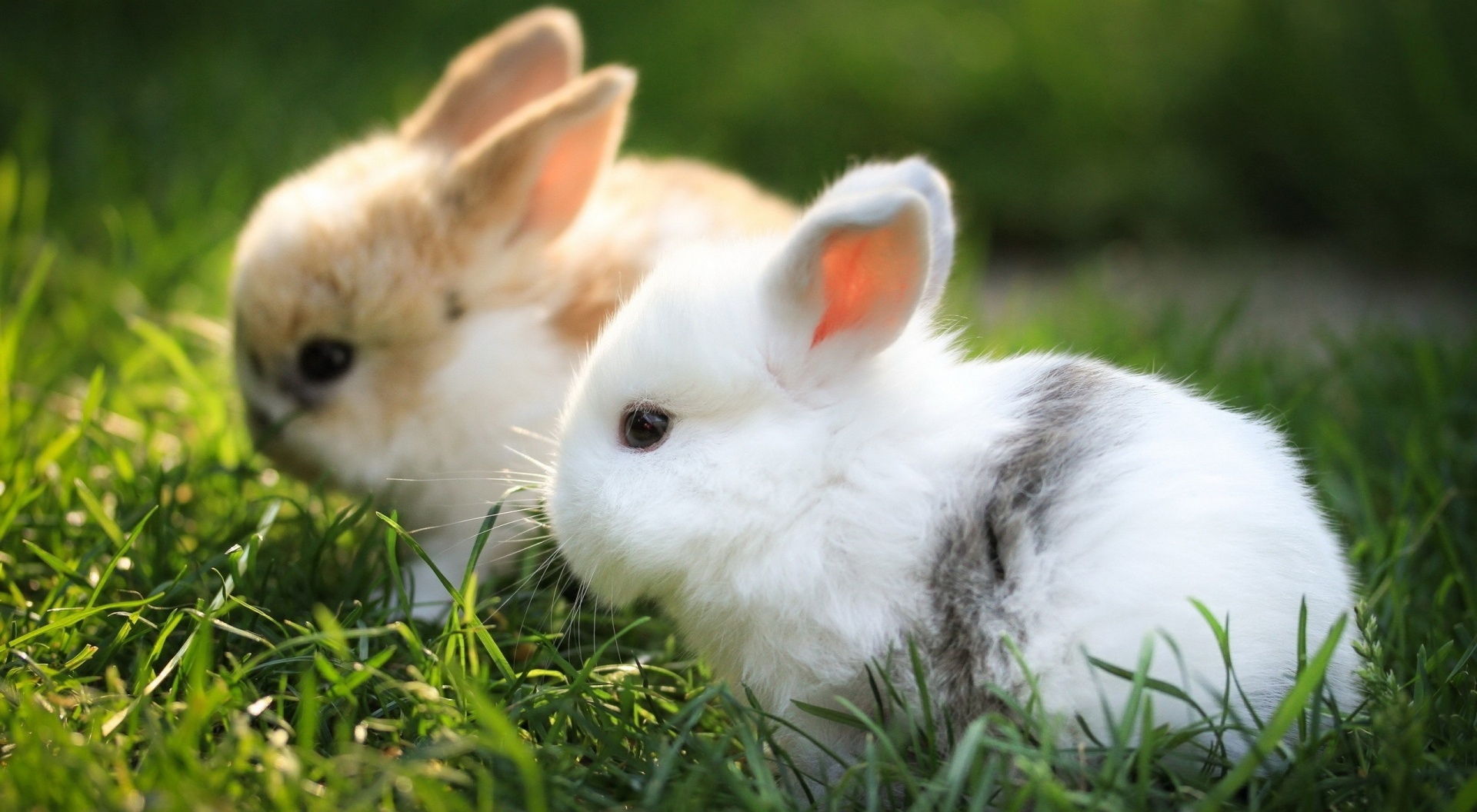 图库素材 - 艺术摄影 - 动物 图片信息简介:草地上可爱的两只小兔子