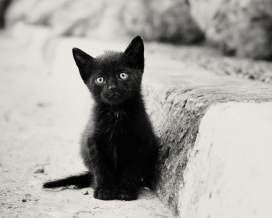 高清晰类似黑豹的孤独黑色小猫