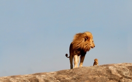 高清晰雄狮子与宝宝亲子照片