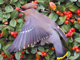 高清晰啄红果子的波西米亚太平鸟