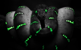 暗蛇-带绿色夜光的黑蟒蛇